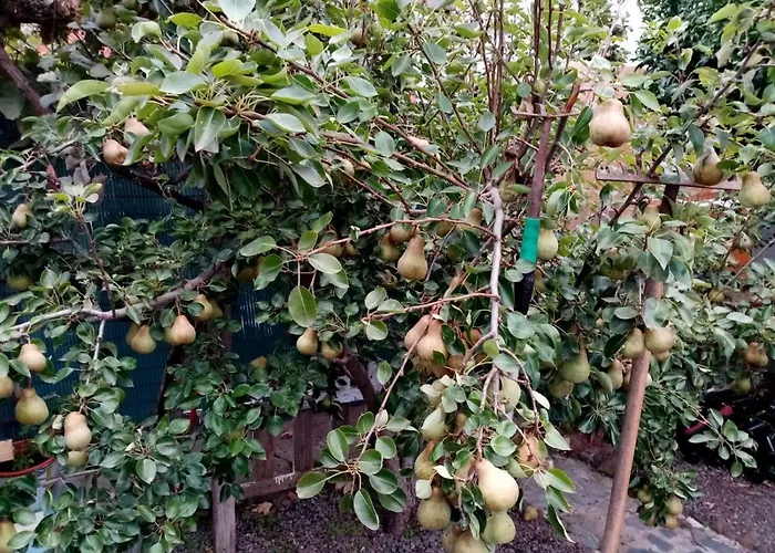 Casa Anaelia * La Orotava