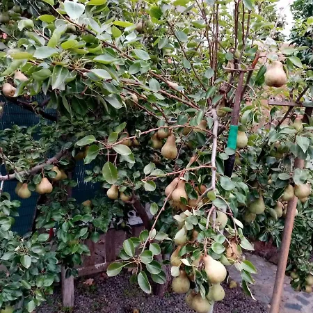 Casa Anaelia * La Orotava